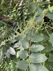 Rhus javanica