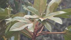 Oreopanax discolor