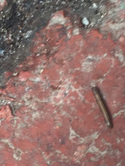 Ommatoiulus moreleti