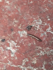 Ommatoiulus moreleti