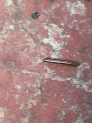 Ommatoiulus moreleti