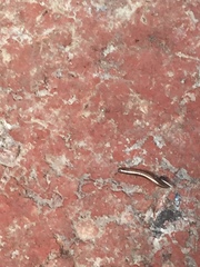 Ommatoiulus moreleti