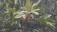 Oreopanax discolor