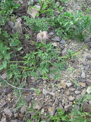 Pulsatilla dahurica