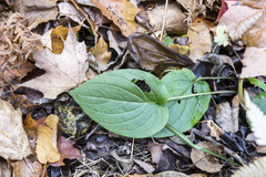 Mertensia paniculata