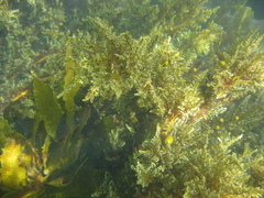 Carpophyllum plumosum