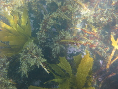 Carpophyllum plumosum