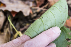 Mertensia paniculata