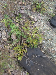 Pulsatilla dahurica