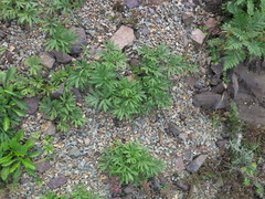 Pulsatilla dahurica