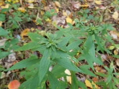 Asphondylia rosulata