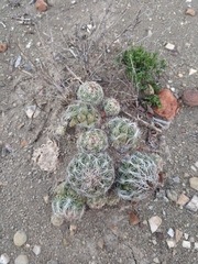 Coryphantha nickelsiae