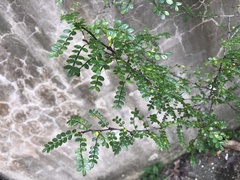 Zanthoxylum beecheyanum