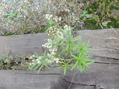 Achillea ptarmicoides