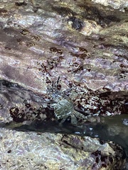 Grapsus tenuicrustatus image