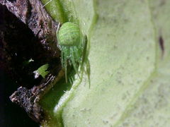 Araneus uniformis