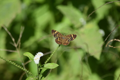 Phystis simois variegata