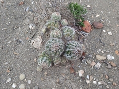 Coryphantha nickelsiae