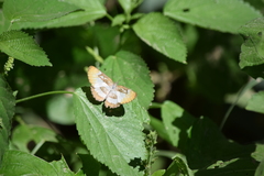 Mestra hersilia apicalis