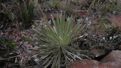 Espeletia argentea