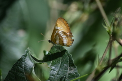 Mestra hersilia apicalis