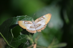 Mestra hersilia apicalis