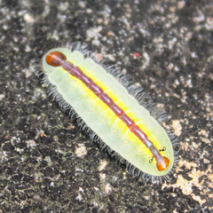 Arhopala athada apha