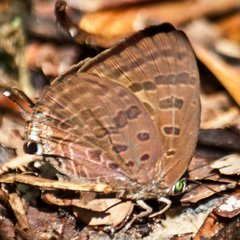 Arhopala athada apha