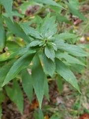 Asphondylia rosulata