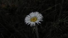 Oritrophium peruvianum