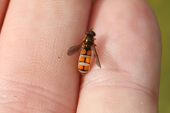 Entomophthora syrphi