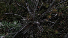 Oritrophium peruvianum