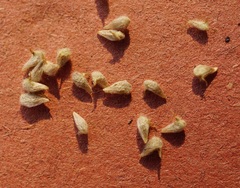 Psilocarphus elatior