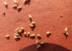 Psilocarphus elatior