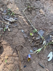 Calochortus purpureus