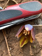 Calochortus purpureus