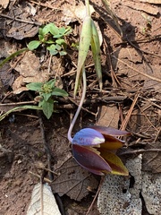Calochortus purpureus
