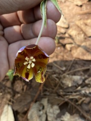 Calochortus purpureus