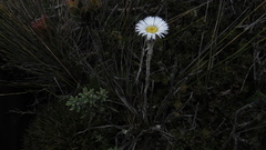 Oritrophium peruvianum