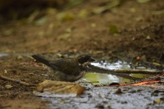 Arremon flavirostris