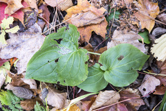 Mertensia paniculata