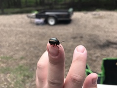 Deuterocampta quadrijuga