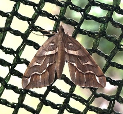 Chalastra aristarcha