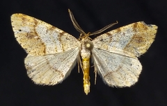 Macaria plumosata