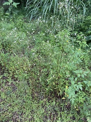 Symphyotrichum