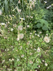 Symphyotrichum