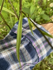 Symphyotrichum