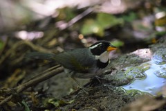 Arremon flavirostris