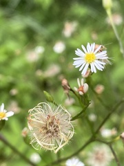 Symphyotrichum