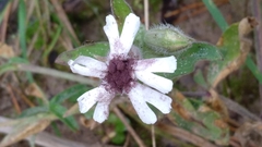 Microbotryum lychnidis-dioicae